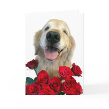 Winking Golden Retriever mit Rose Muttertag
