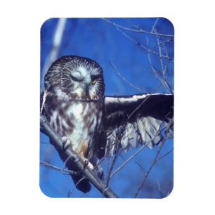 Winking owl magnet