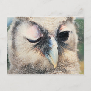 Winking Owl Postkarte