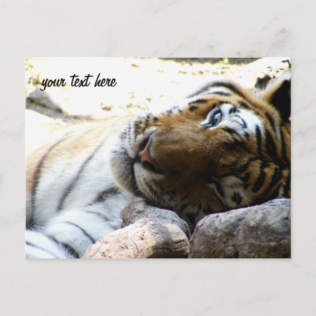 Winking Tiger Postkarte (Vorderseite)