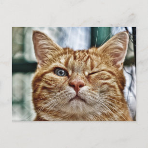 Winky Funny Cat Postkarte