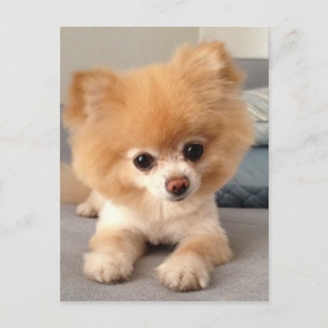Winnie mit frischer Schnitt Postkarte (Vorderseite)