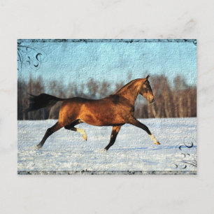 Winter Akhal-teke Postkarte
