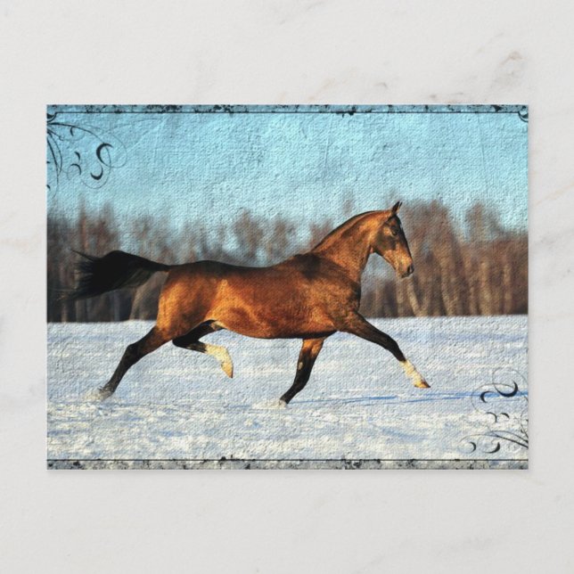 Winter Akhal-teke Postkarte (Vorderseite)