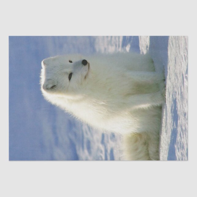 Winter Arctic Fox Seidenpapier (Vorderseite)