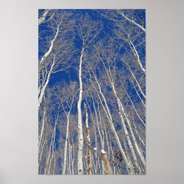 Winter Aspen Trees Poster (Vorne)