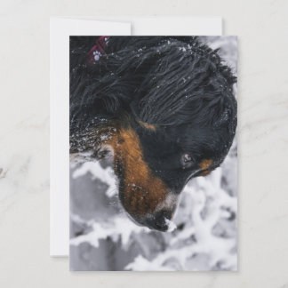Winter Berner Sennenhund Geburtstag Einladung