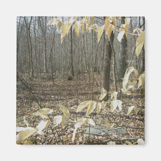 Winter Birch Magnet (Vorne)