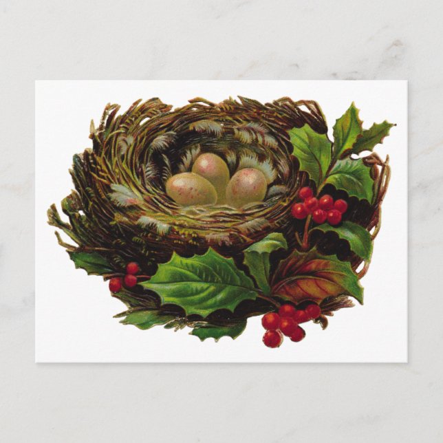 Winter Bird Nest Postkarte (Vorderseite)