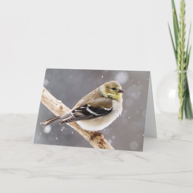 Winter Bird Snow Scene - American Goldfinch Karte (Vorderseite)
