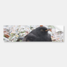 Winter Blackbird Autoaufkleber