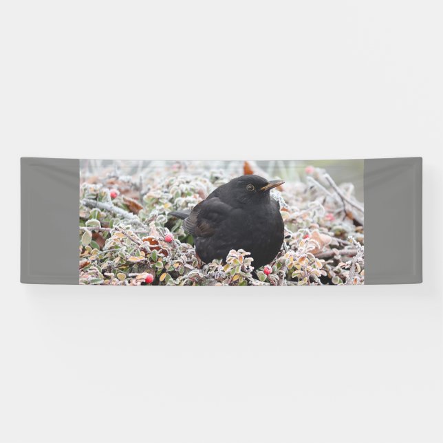 Winter Blackbird Banner (Horizontal)