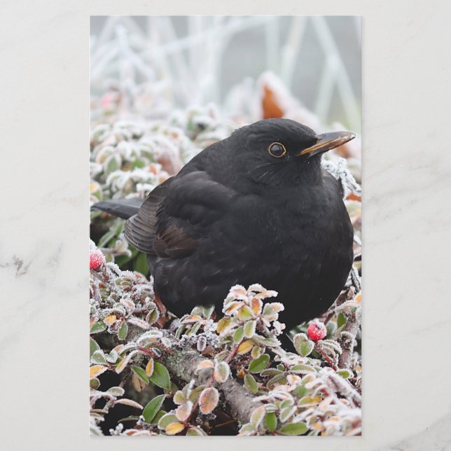 Winter Blackbird Briefpapier (Vorderseite)
