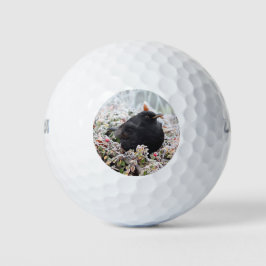 Winter Blackbird Golfball