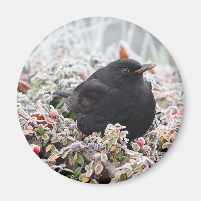 Winter Blackbird Magnet (Vorne)