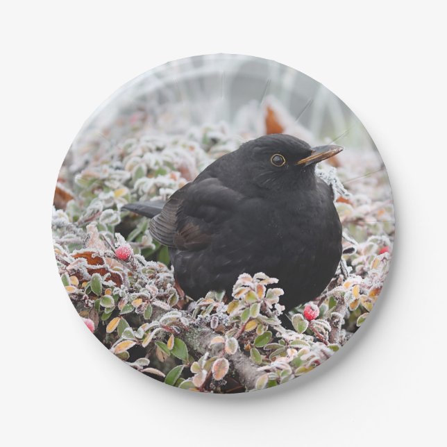 Winter Blackbird Pappteller (Vorderseite)