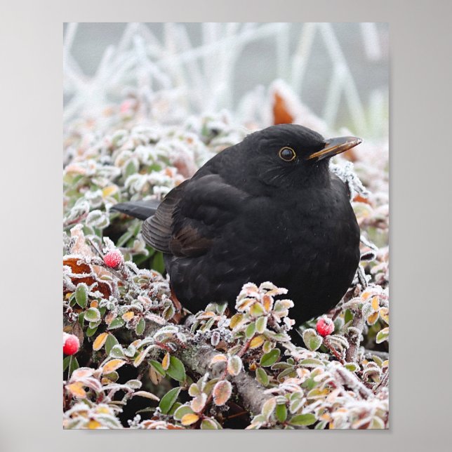 Winter Blackbird Poster (Vorne)