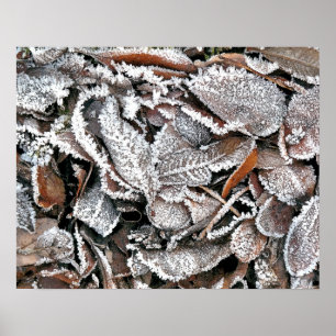 WINTER-BLÄTTER POSTER