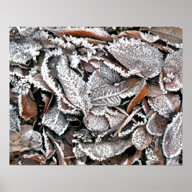 WINTER-BLÄTTER POSTER (Vorne)