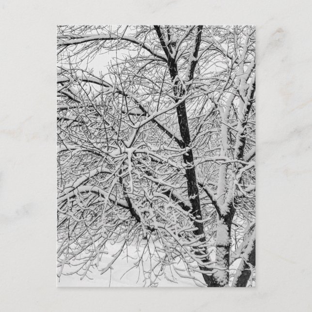 Winter Blizzard Storm Schneebaum Naturfotografie Postkarte (Vorderseite)