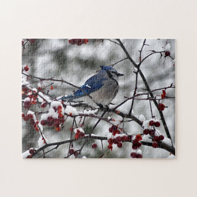 Winter Blue Jay (Horizontal)