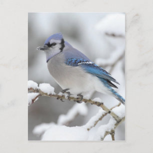 Winter Blue Jay Postkarte