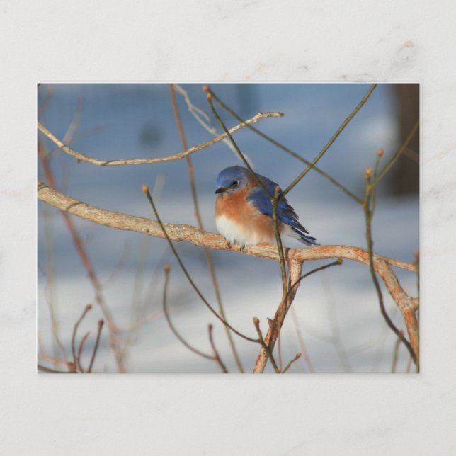 Winter Bluebird Nature Animal Foto Postcard Postkarte (Vorderseite)