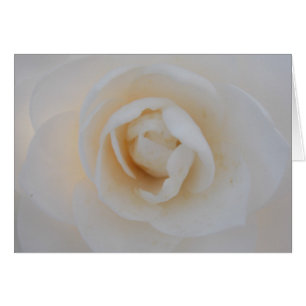 Winter Camellia