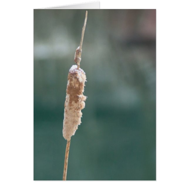 Winter Cattail Closeup (Vorne)