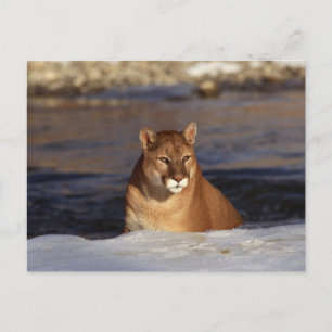 Winter Cougar Postkarte