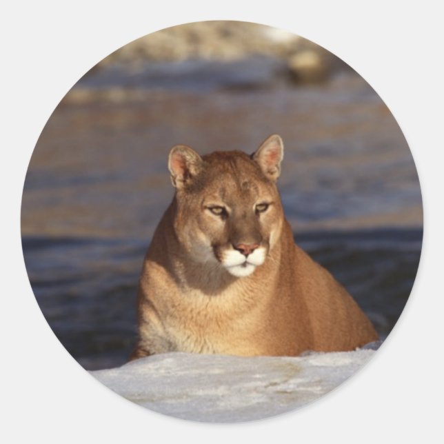 Winter Cougar Runder Aufkleber (Vorderseite)