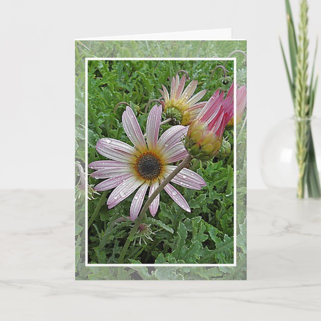 Winter Daisy Geburtstagskarte Karte (Vorderseite)