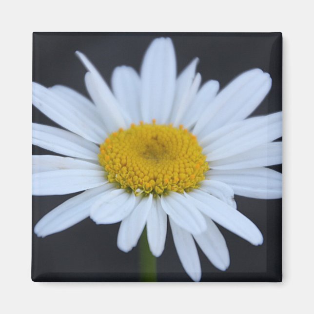 Winter Daisy Magnet (Vorne)