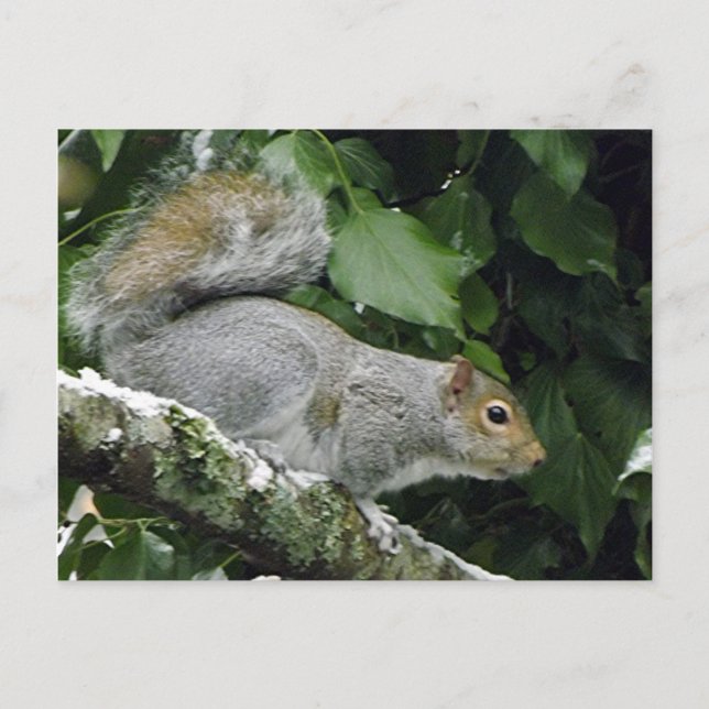 Winter-Eichhörnchen #2 Postkarte (Vorderseite)
