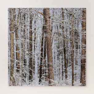 Winter-Eissturm im Wald - 20x20 Zoll