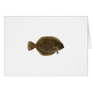 Winter Flounder - Blackback