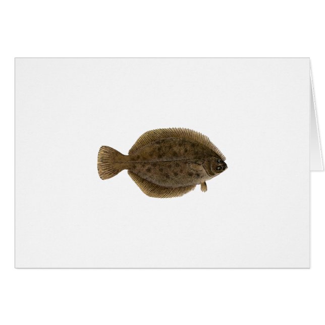 Winter Flounder - Blackback (Vorderseite (Horizontal))