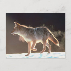 Winter Fox Trots Postkarte