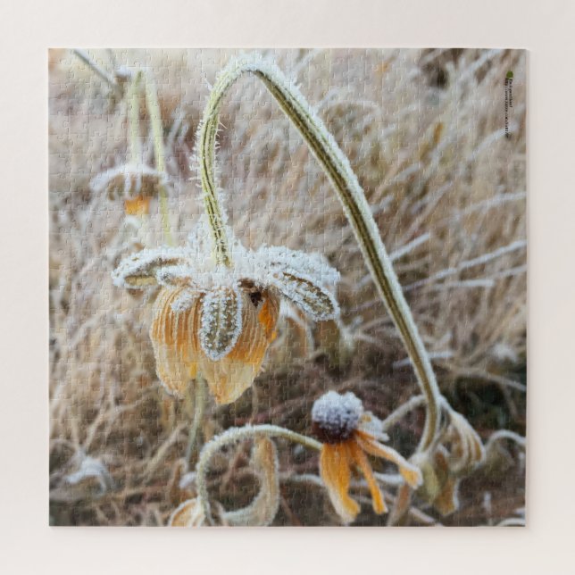 Winter Frost Wilted Rudbeckia Blooms Fotografie (Vertikal)