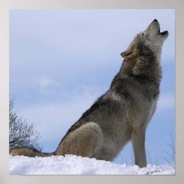 Winter Gray Wolf Howling Poster (Vorne)