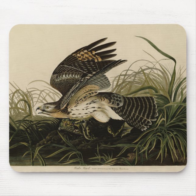 Winter Hawk, John James Audubons Vögel von Amerika Mousepad (Vorne)