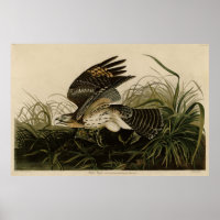 Winter Hawk, John James Audubons Vögel von Amerika