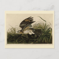 Winter Hawk, John James Audubons Vögel von Amerika