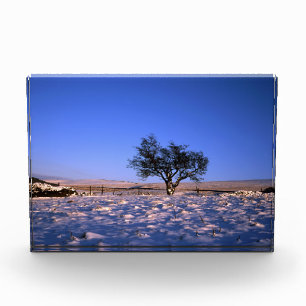 Winter Hawthorn Tree Holiday Card Poster Fotoblock