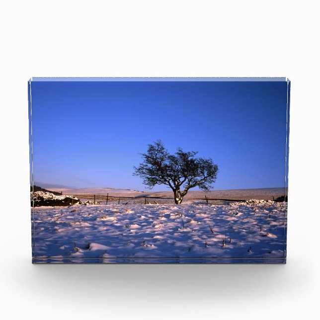 Winter Hawthorn Tree Holiday Card Poster Fotoblock (Vorderseite)