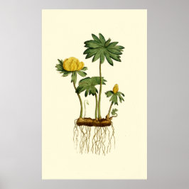 Winter-Hellebore-Blume Poster