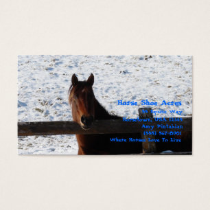 Winter Horse Bay Horse Blick Zaun Schnee