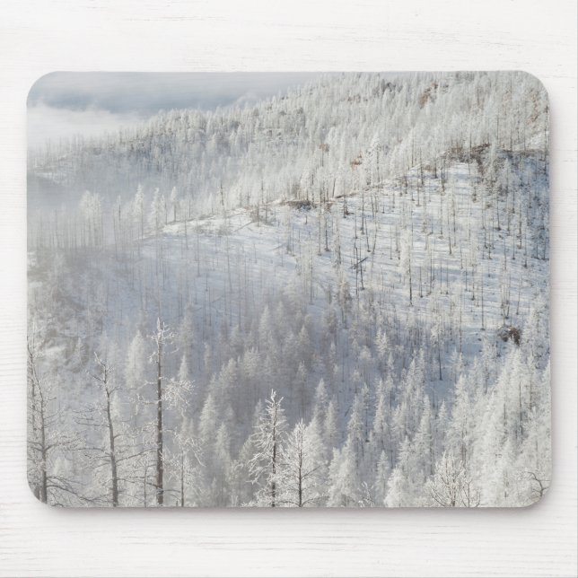 Winter im Pike-Nationalwald Mousepad (Vorne)