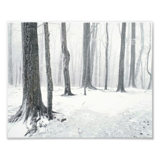 Winter im Wald Fotodruck (Vorne)