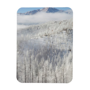 Winter in Pike National Forest Magnet